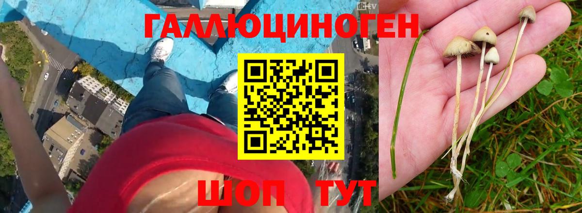 Вологда  Псилоцибиновые грибы мухоморы  Вход с VPN 